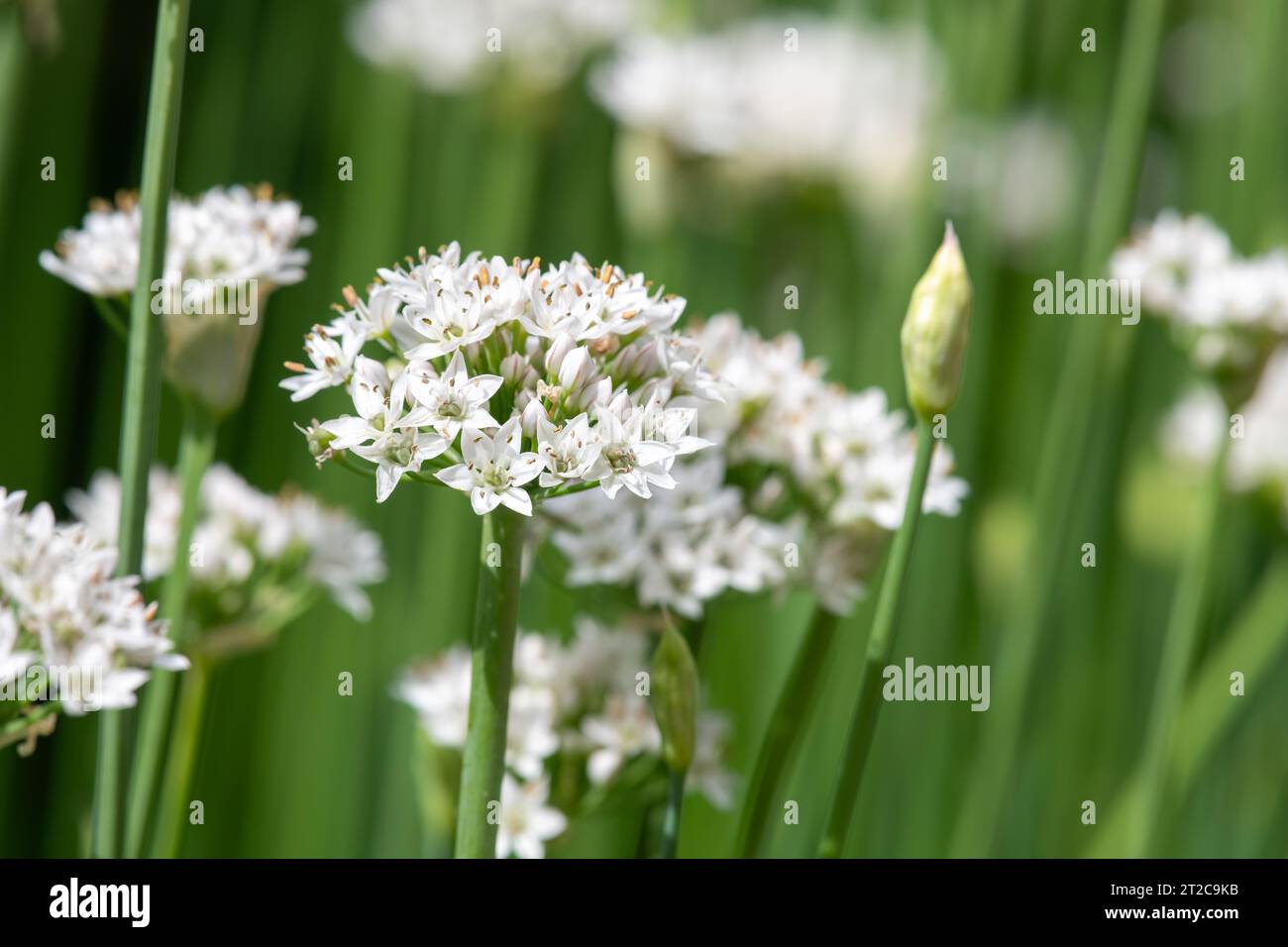 Close up of garlic chives (allium tuberosum) flowers in bloom Stock Photo