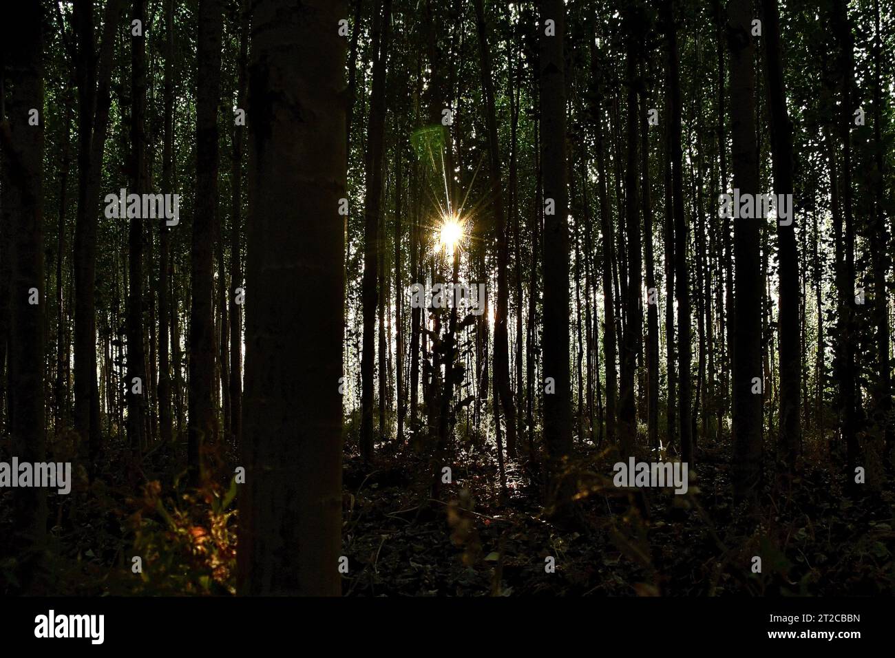 Alamy illustration hi-res stock photography and images - Alamy