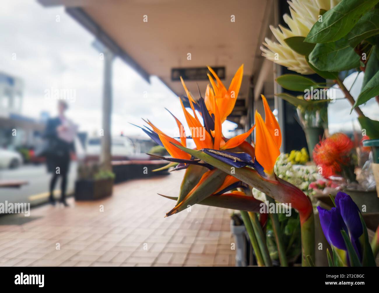 Bird of Paradise flowers (Strelitzia reginae) on display outside a