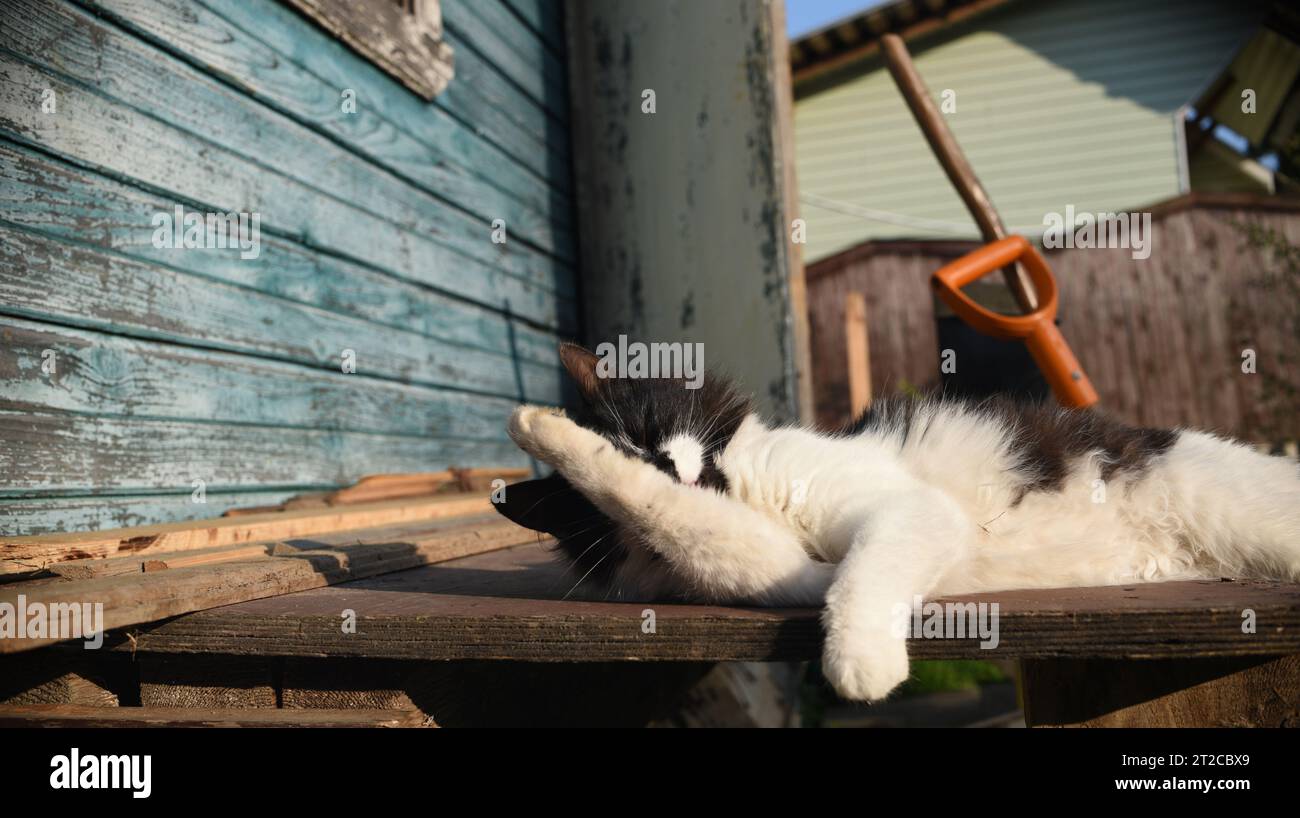 cat on the porch of the barn, the end of harvesting, pet outdoors Stock ...