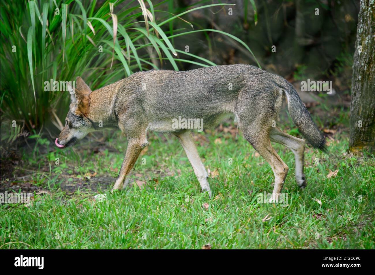 red wolf walking with tongue out Stock Photo