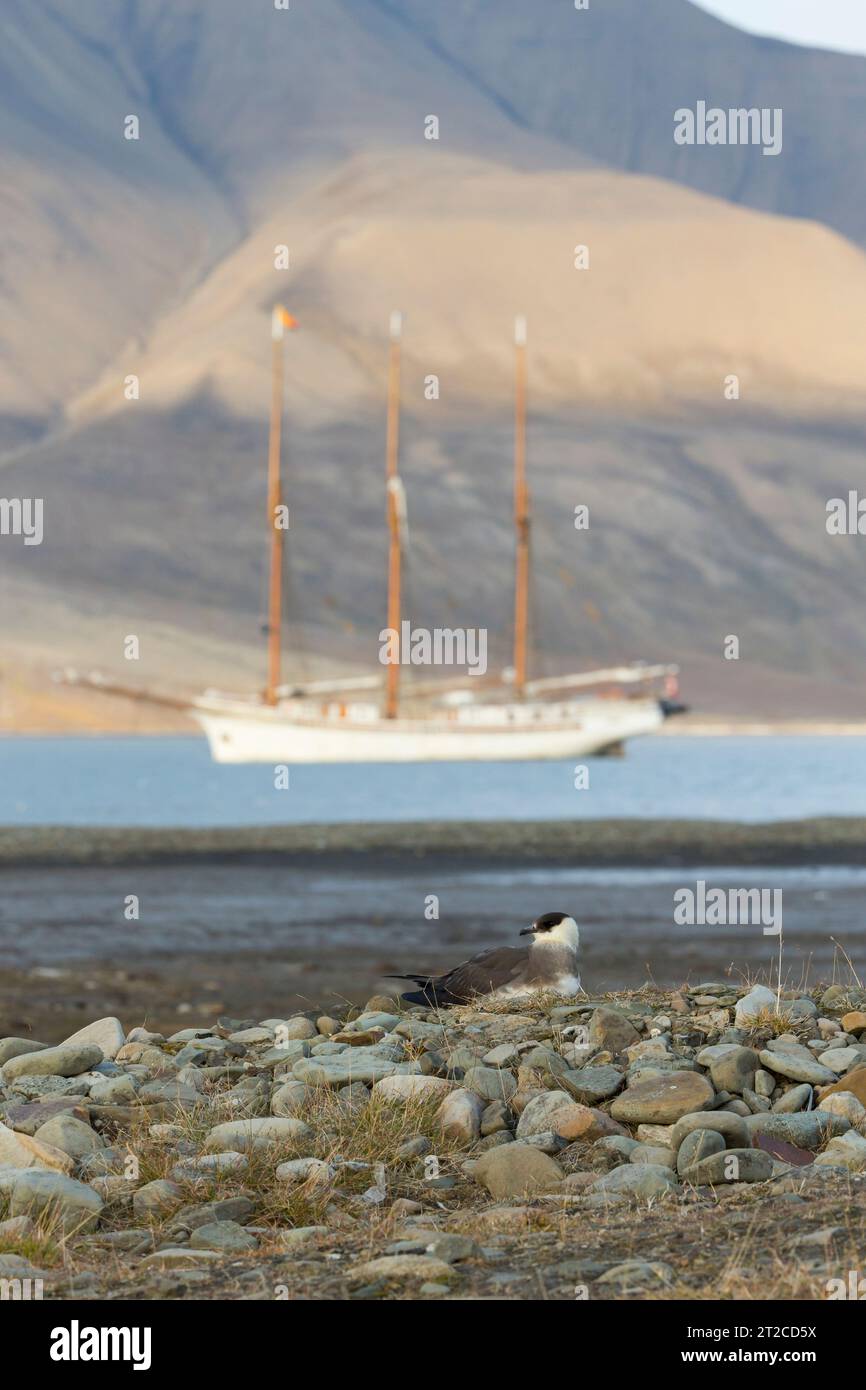 Arctic skua Stercorarius parasiticus, pale morph adult roosting on shoreline with schooner in background, Longyearbyen, Svalbard, August Stock Photo