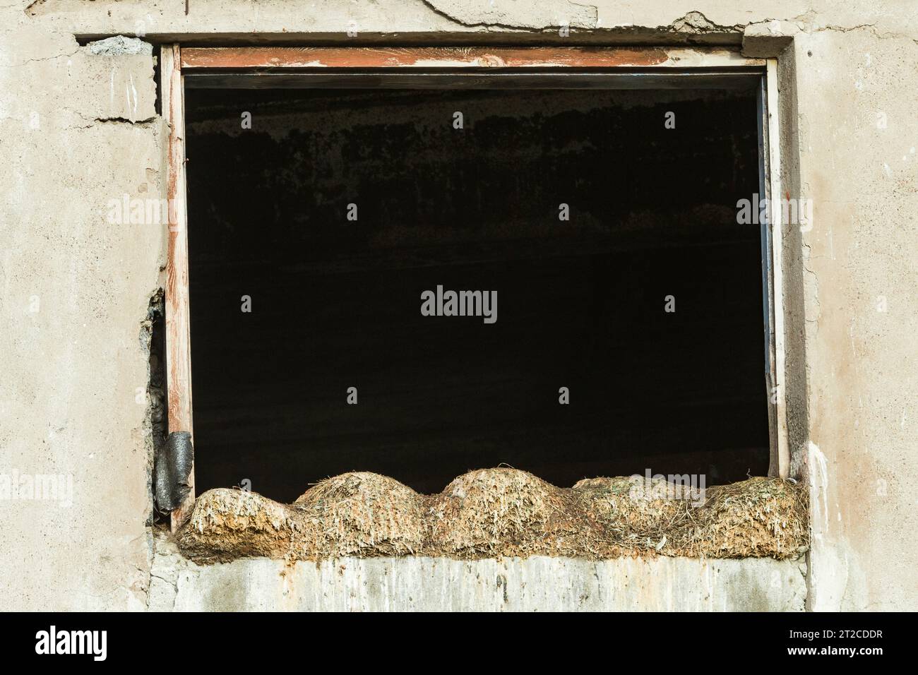 Black-legged kittiwake Rissa tridactyla, adults, nesting in derelict ...