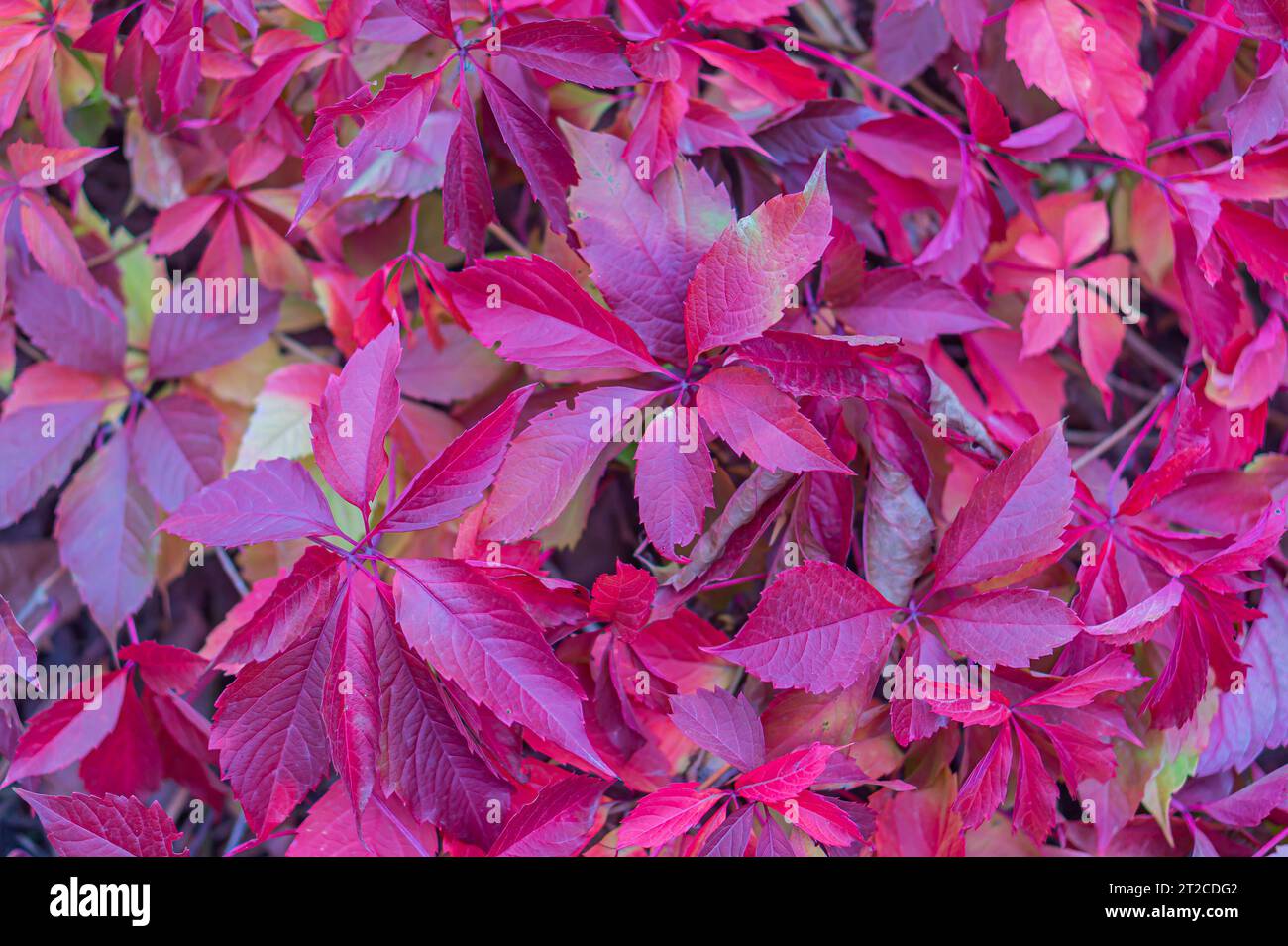 red leaf texture. Red leaf texture red leaf texture. Leaf texture