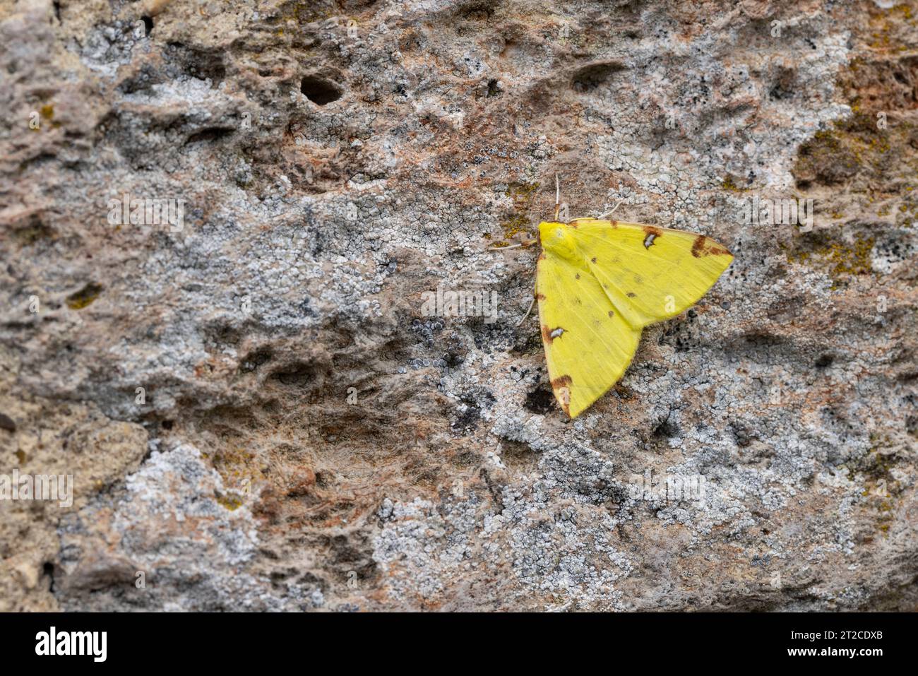 Brimstone moth Opisthograptis luteolata, imago roosting on wall, Mudgley, Somerset, UK, July Stock Photo