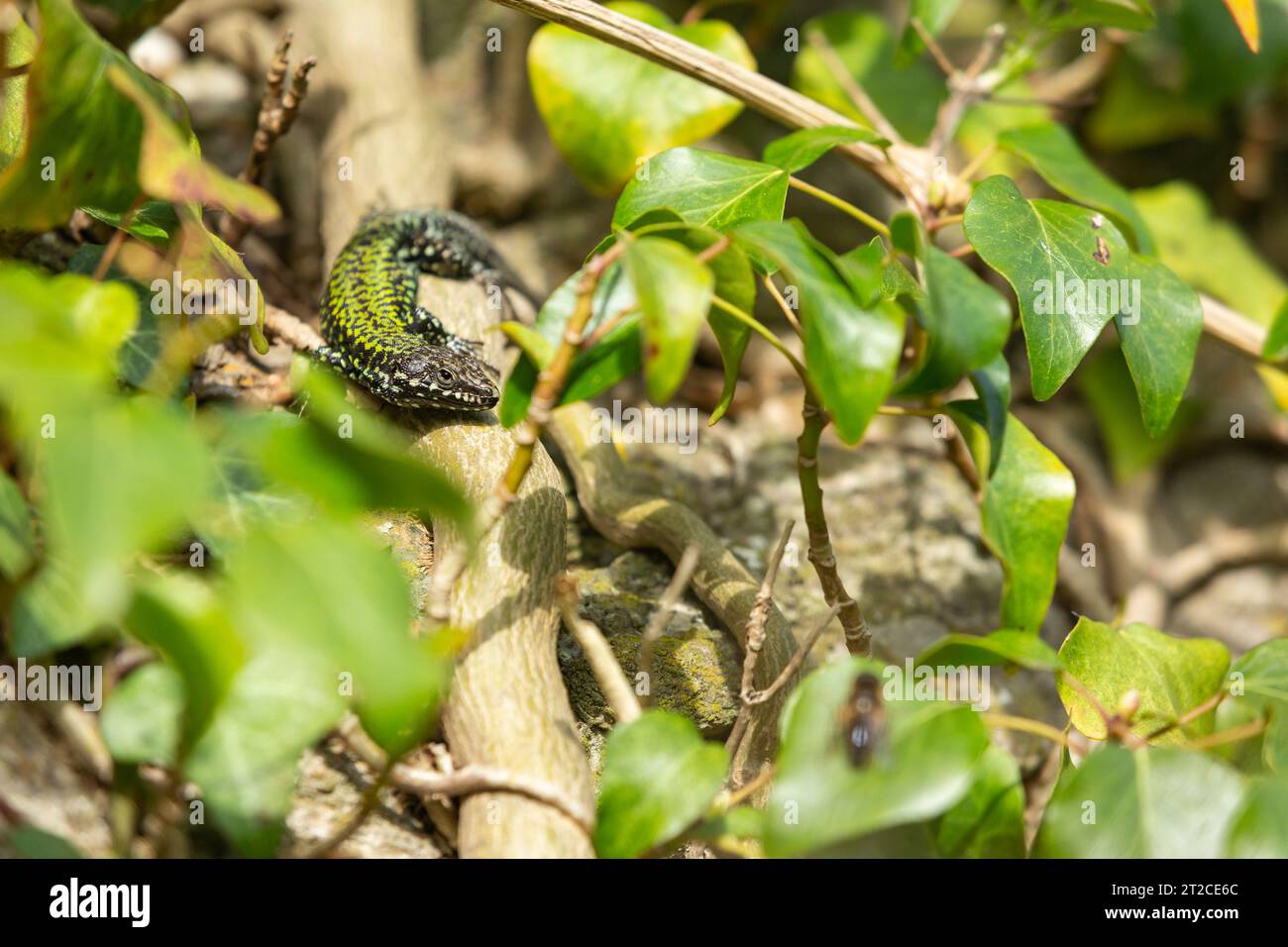 Common wall lizard Podarcis muralis maculiventris, adult basking