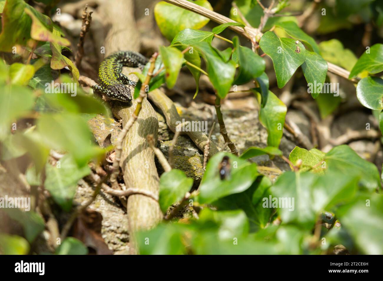 Common wall lizard Podarcis muralis maculiventris, adult basking