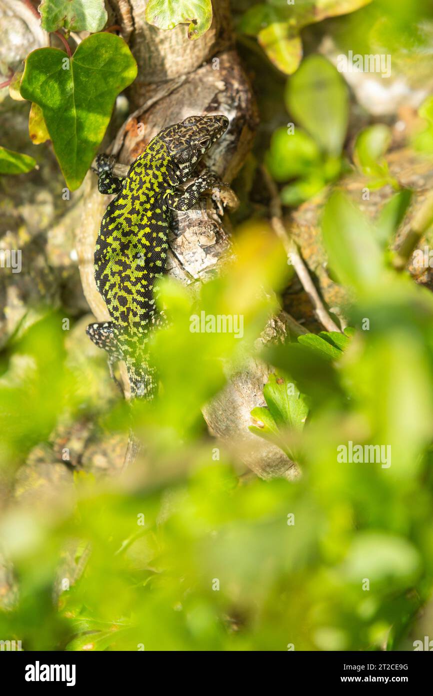 Common wall lizard Podarcis muralis maculiventris, adult basking
