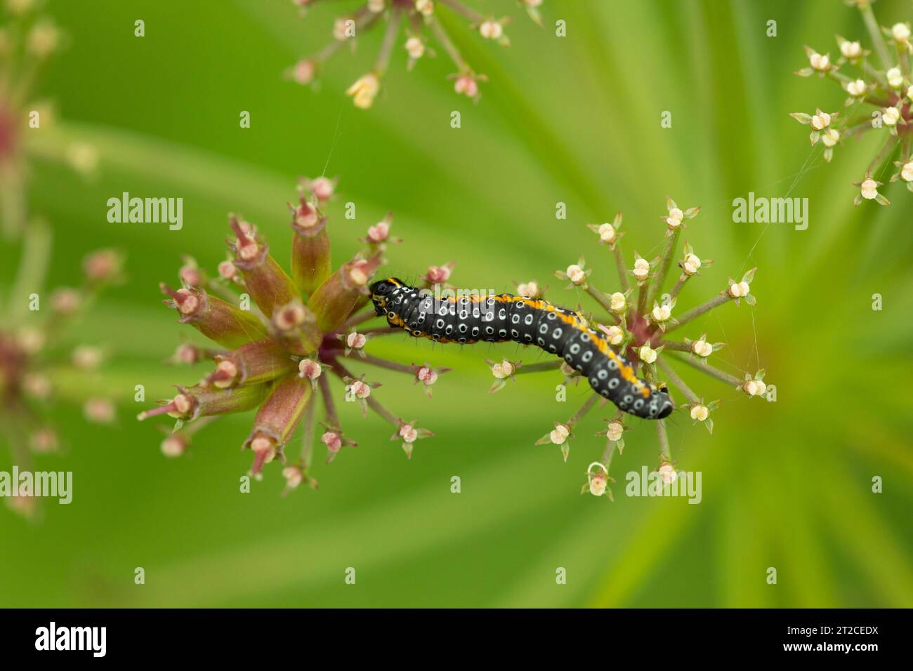 Depressaria daucella, larva feeding, Forest of Dean, Gloucestershire, UK, June Stock Photo