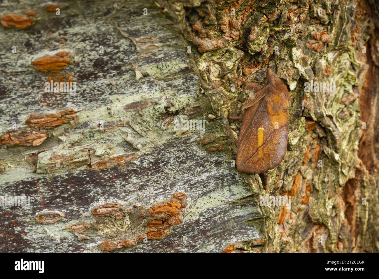 Drinker Euthrix potatoria, imago male roosting on tree trunk, Mudgley, Somerest, UK, August Stock Photo