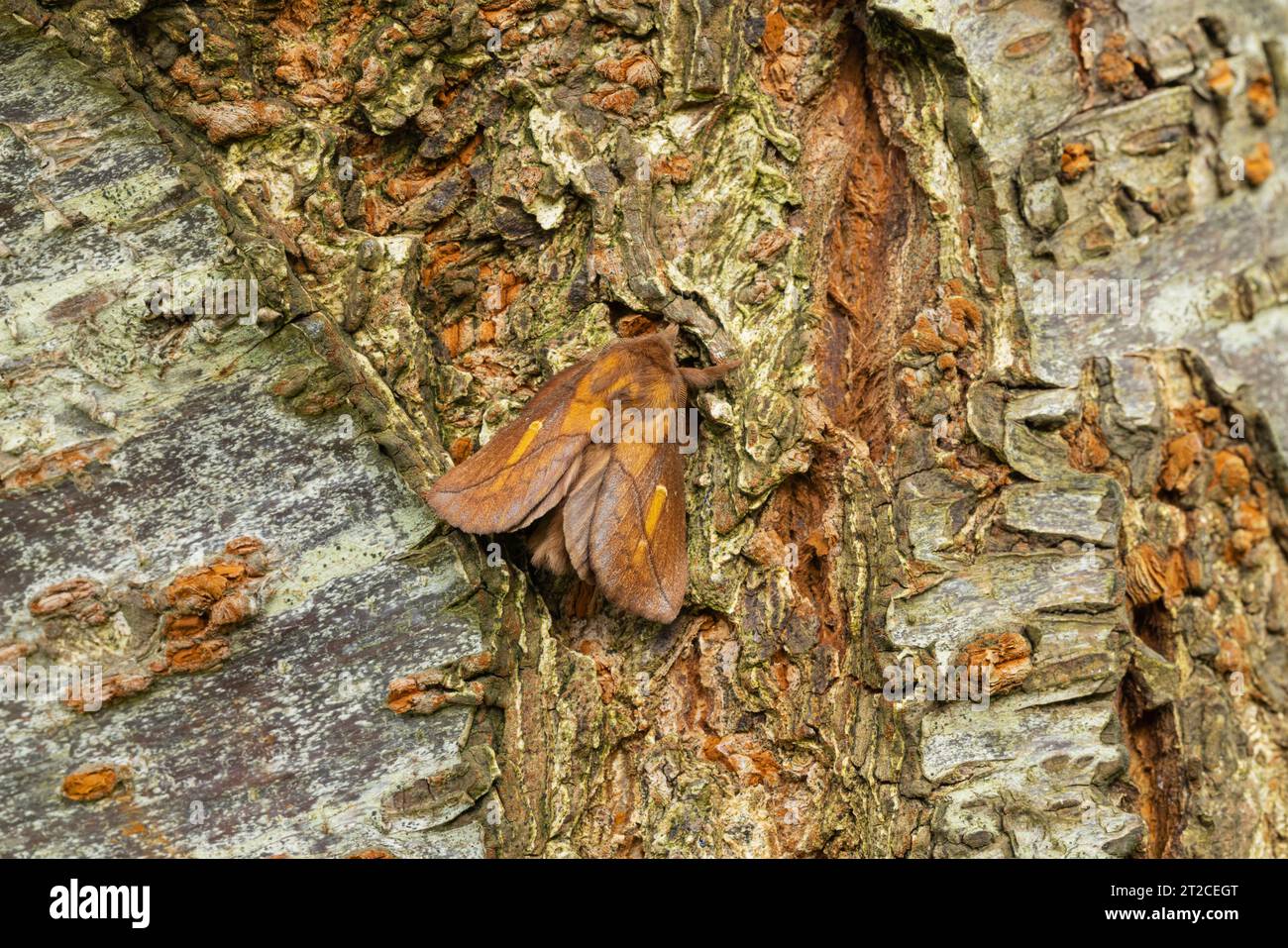 Drinker Euthrix potatoria, imago male roosting on tree trunk, Mudgley, Somerest, UK, August Stock Photo