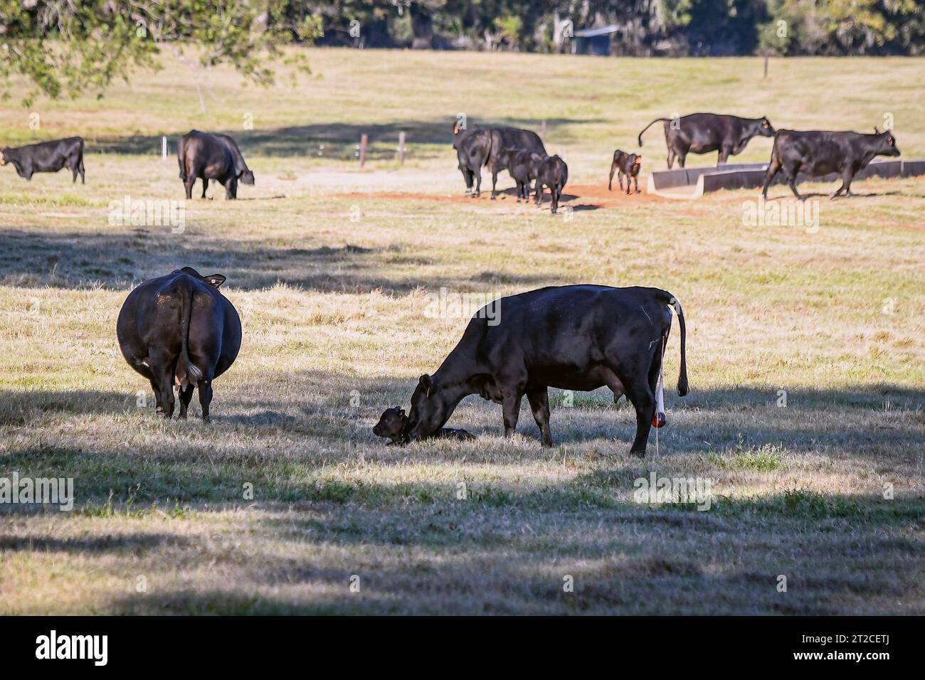 Fall calving season in Alabama. A first calf heifer cleans off her