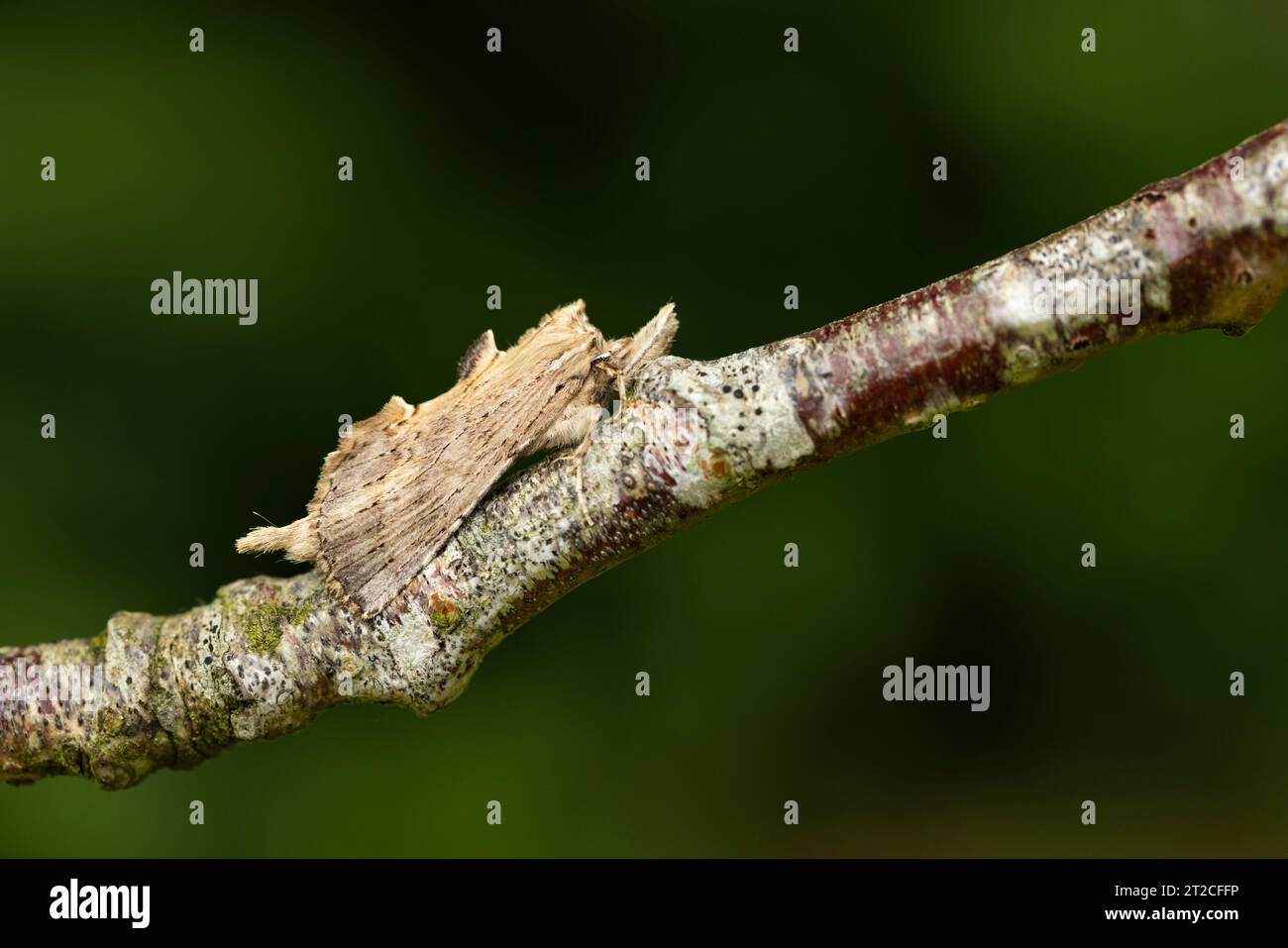 Pale prominent Pterostoma palpina, imago roosting on twig, Mudgley, Somerset, UK, August Stock Photo