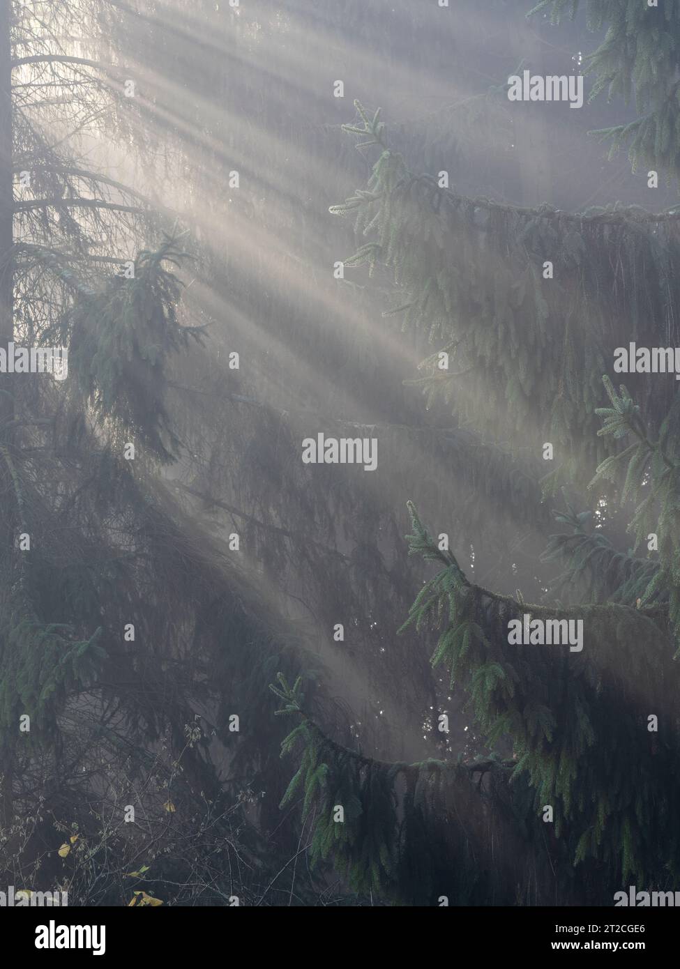 Dramatic misty conditions at Sunrise in the Clun Valley, South ...