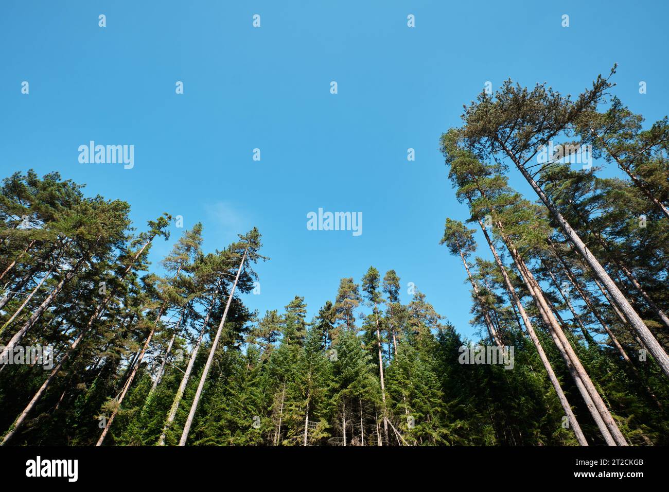 Bolu, Turkey - October 15 2023: View of long abies trees from Suluklu ...