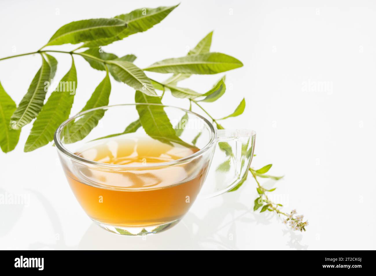 Lemon verbena hot drink - Fresh organic lemon verbena plant - Aloysia citrodora Stock Photo