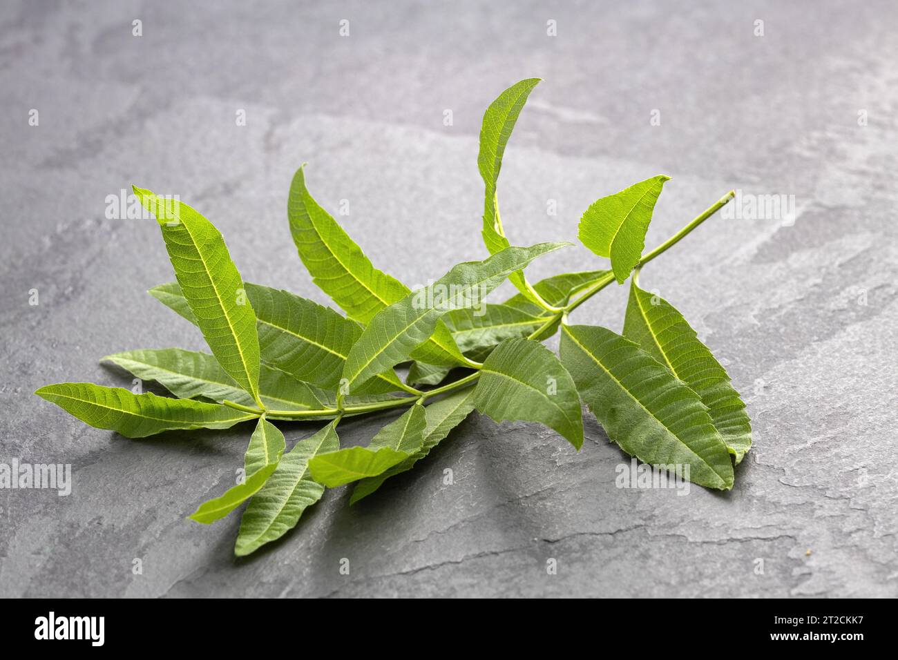 Aloysia citrodora - Fresh organic lemon verbena leaves Stock Photo
