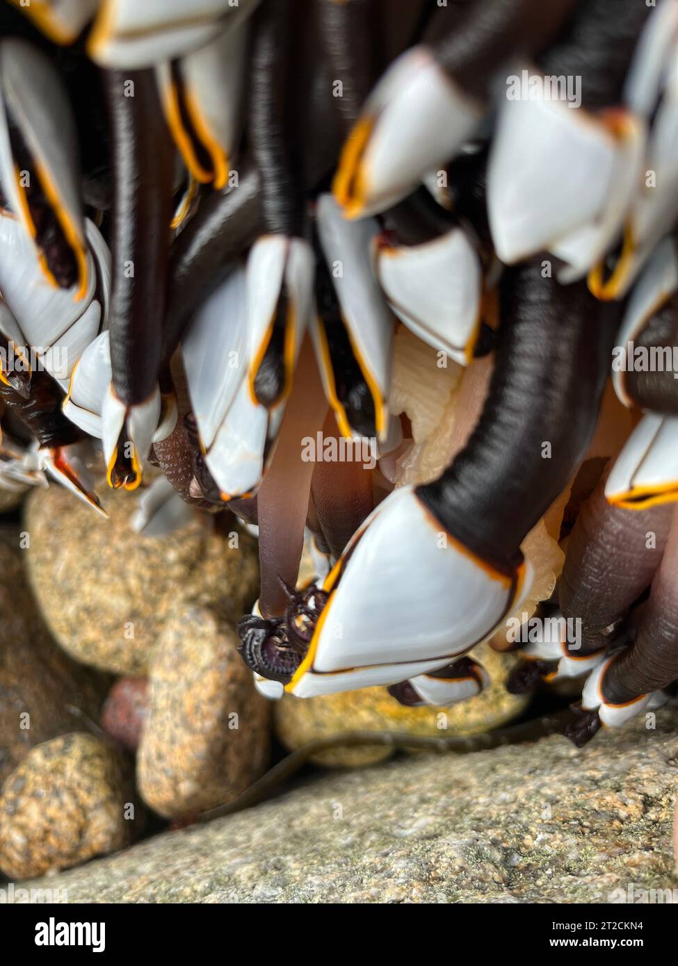 Pink barnacles hi-res stock photography and images - Alamy