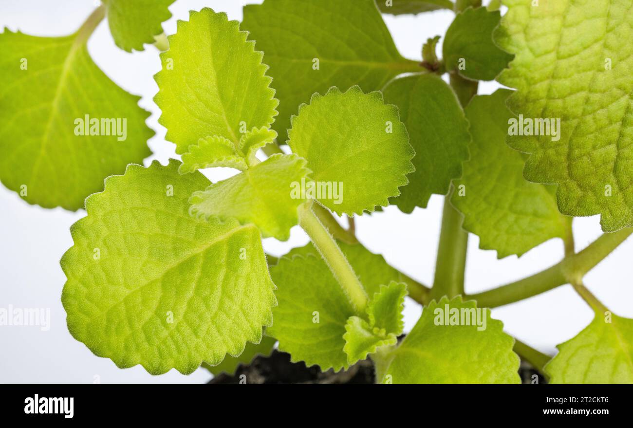 Aromatic medicinal green leaves of oregano - Plectranthus amboinicus Stock Photo