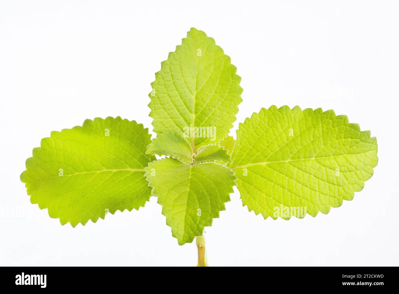 Aromatic medicinal green leaves of oregano - Plectranthus amboinicus Stock Photo