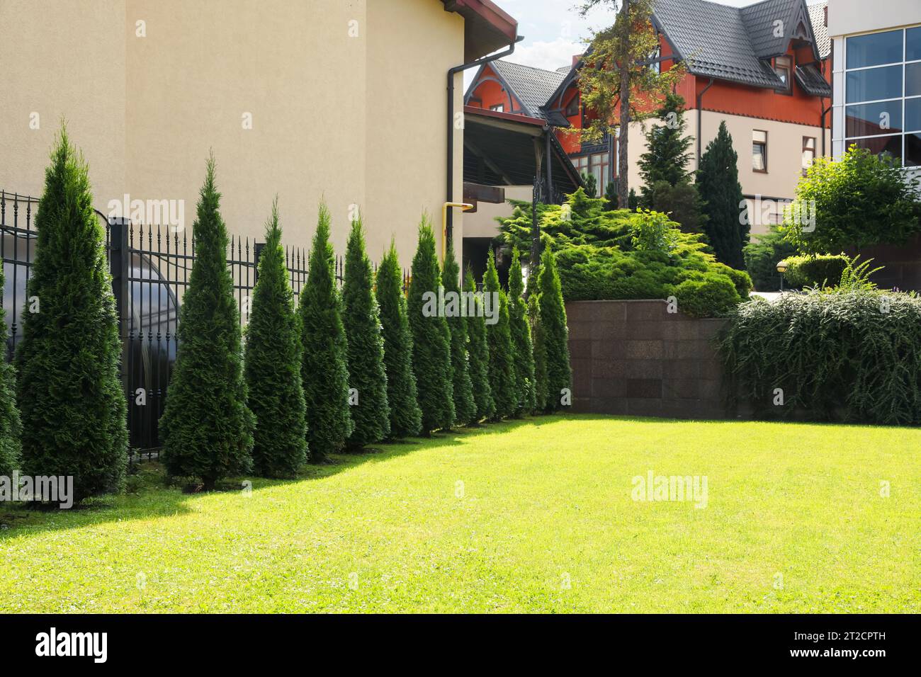 Beautiful thuja trees and green lawn outdoors. Gardening and landscaping Stock Photo