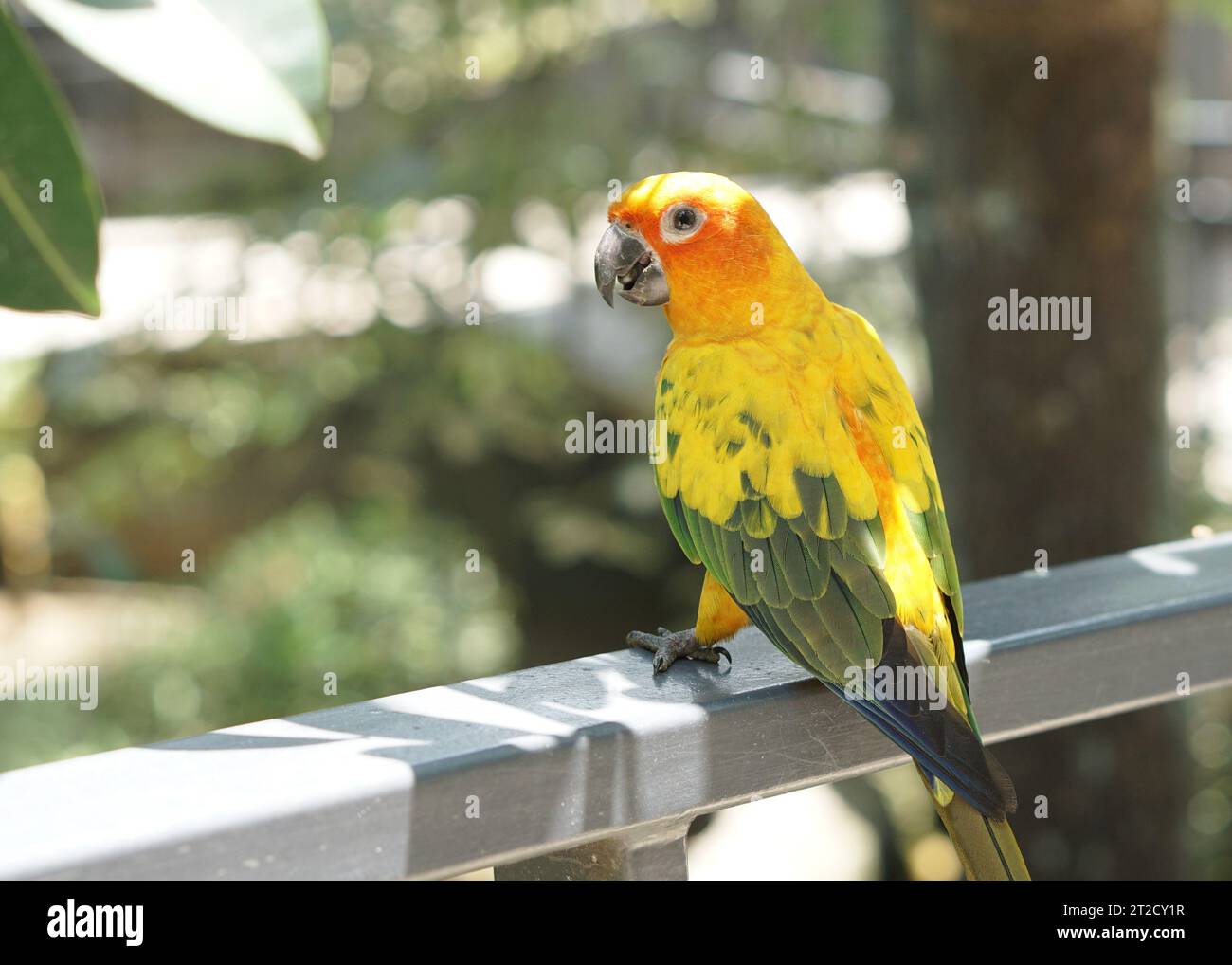 a yellow sun conure bird standing on a fence below tree shade, in large botanical garden aviary bird park. Stock Photo