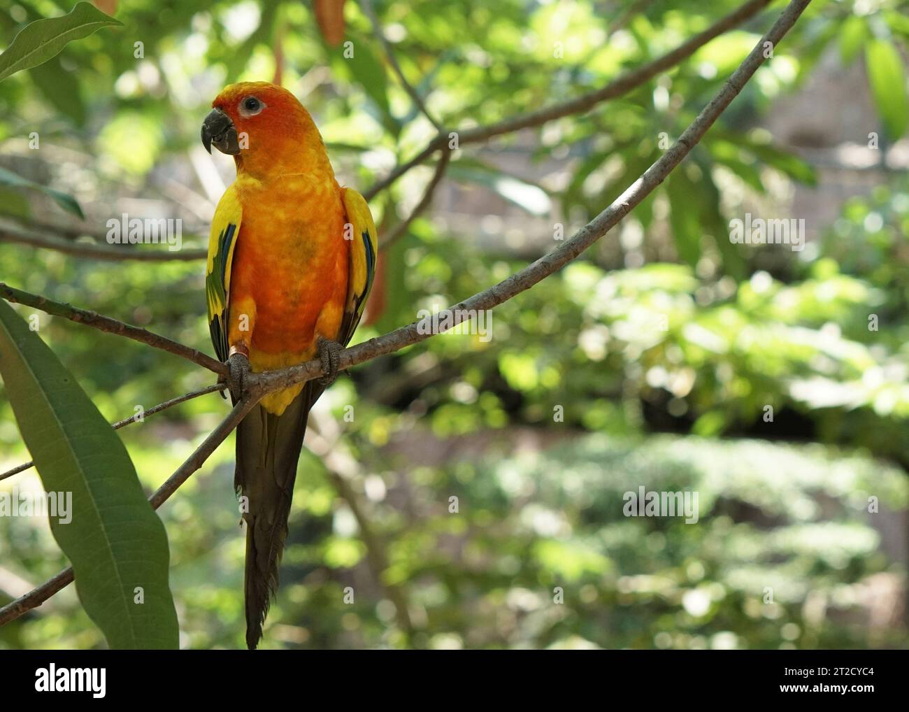 a yellow sun conure bird perched on a tree branch, in large botanical garden inside aviary bird park. Stock Photo