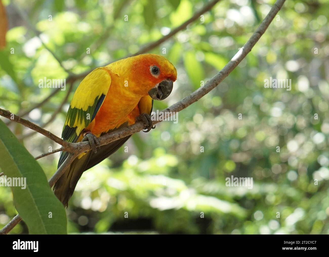 a yellow sun conure bird perched on a tree branch, in large botanical garden inside aviary bird park. Stock Photo
