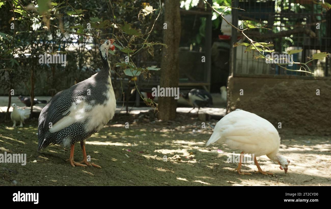 a group of Guineafowl in the bird park, they are birds of the family Numididae in the order Galliformes. Stock Photo