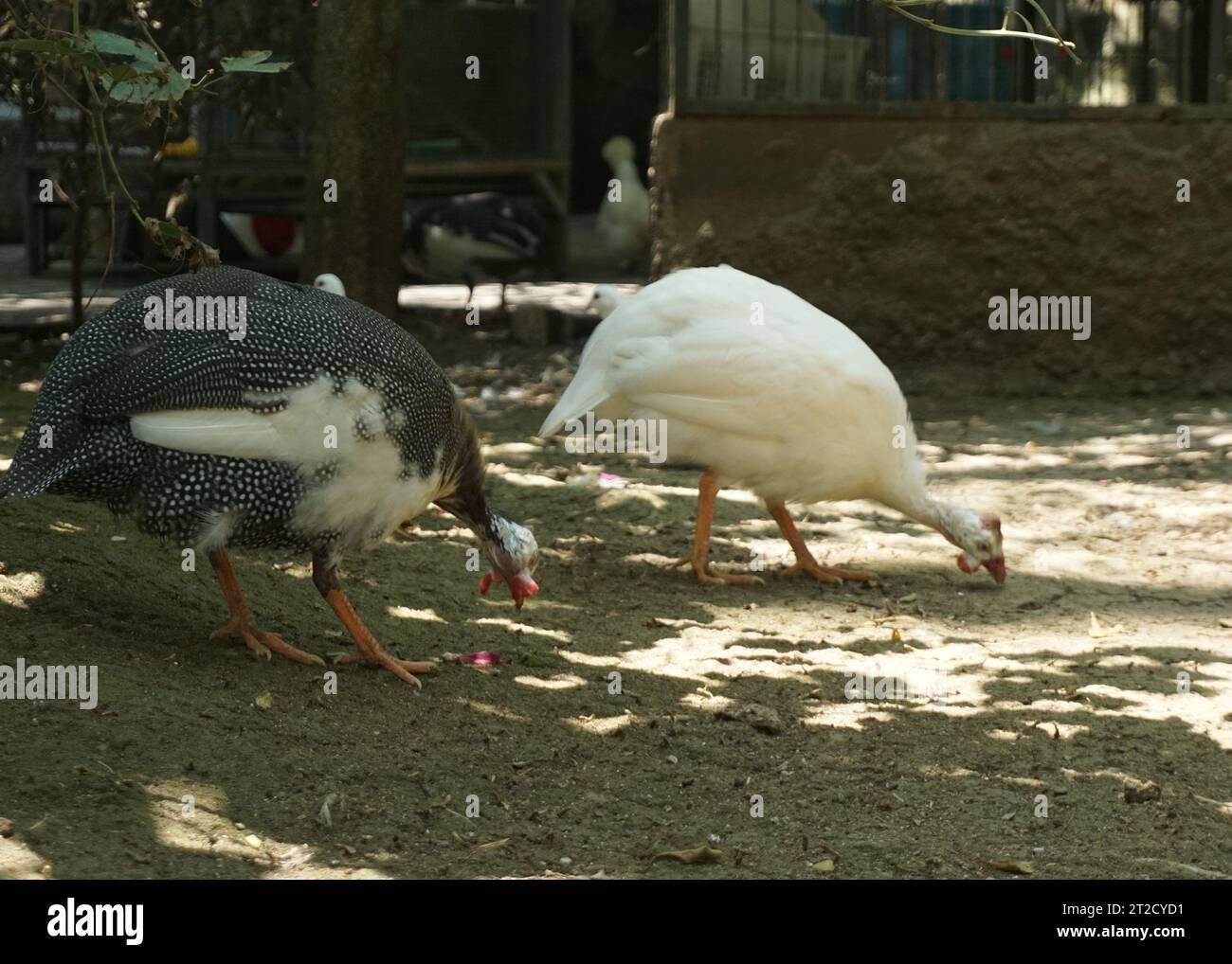 a group of Guineafowl in the bird park, they are birds of the family Numididae in the order Galliformes. Stock Photo