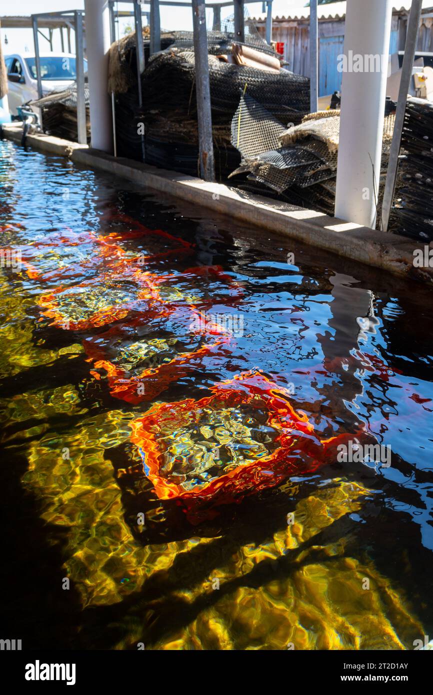 Boxes of live oysters under glistening flowing seawater at farm in
