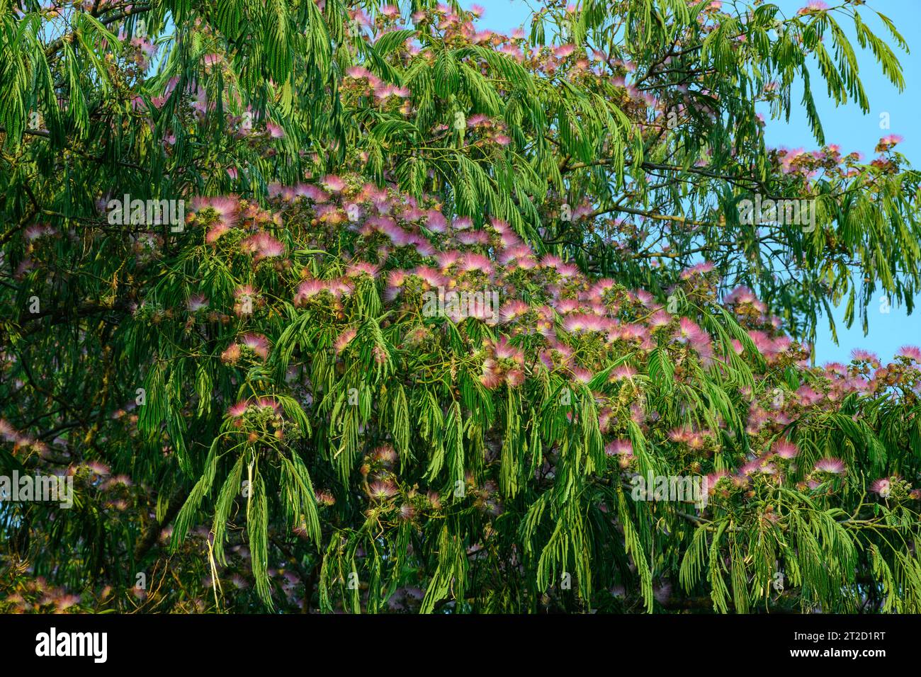 Pink blossom of Persian silk trees Albizia julibrissin in summer Stock Photo