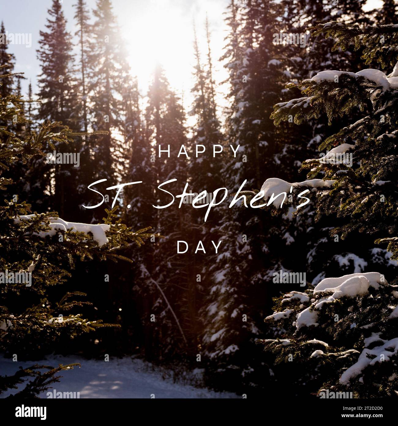 Composite of happy st stephen's day text over pine trees growing in forest during winter Stock Photo