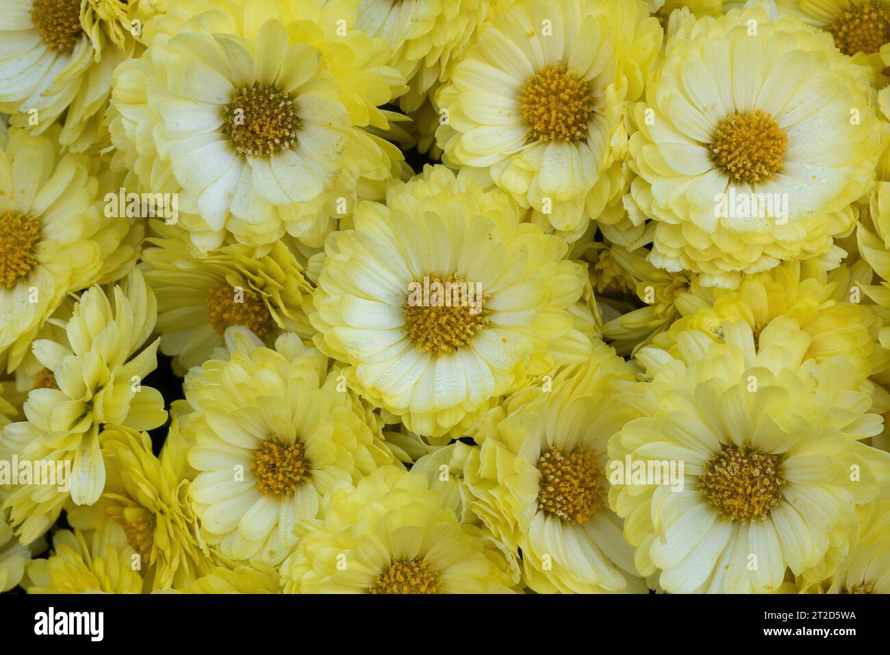 Bouquet of Chelsey Yellow Mum Flowers. Stock Photo