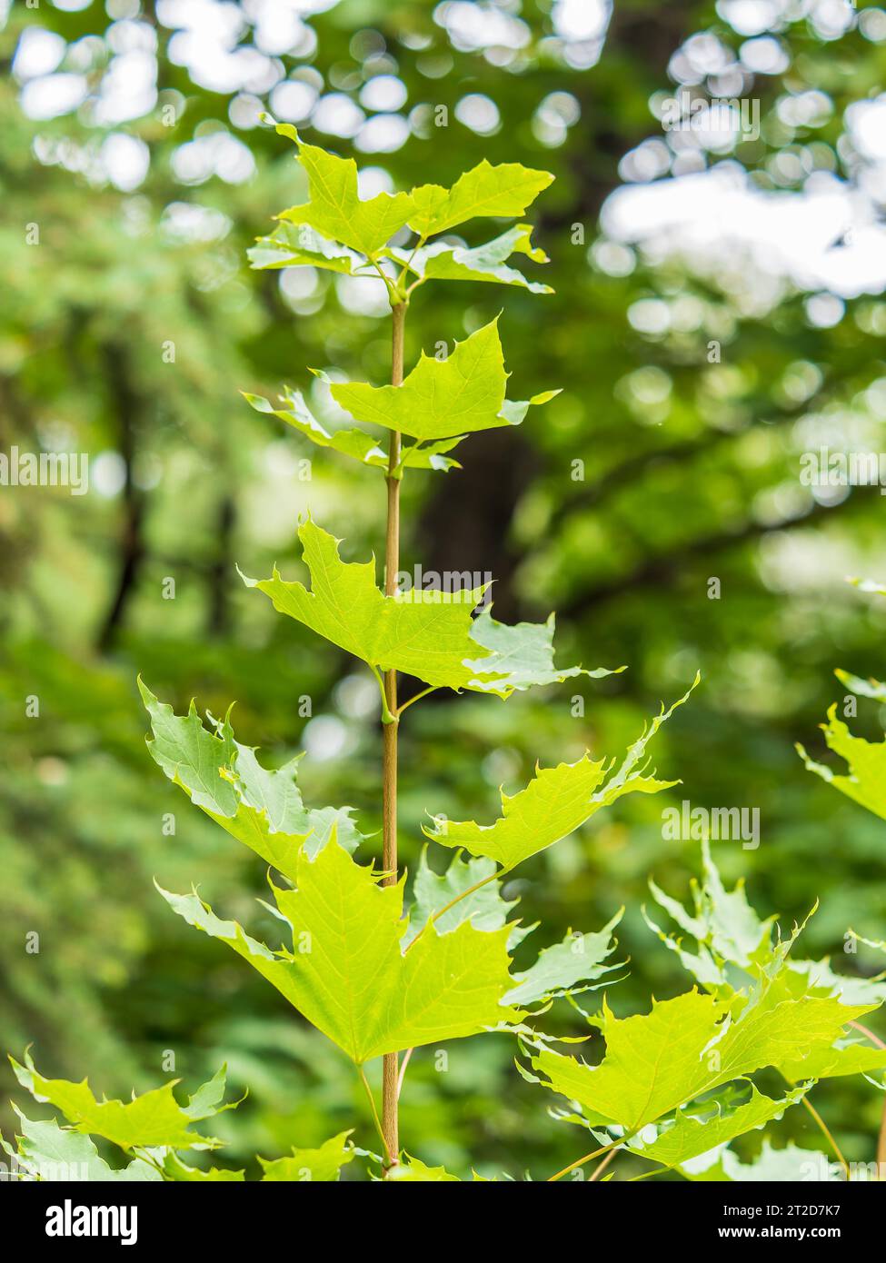 Spring Maple Tree Branch Spring branches of maple tree with fresh green leaves. Spring ...