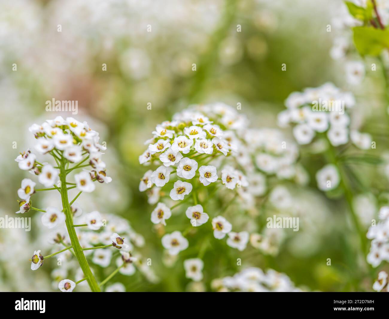 Lobularia maritima sweet alice hi-res stock photography and images - Alamy