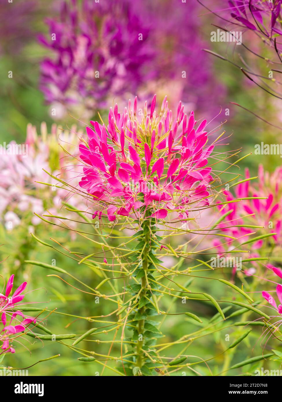 Group of purple and red Cleome hassleriana flowers or Spinnenblume or Cleome spinosa is on a green blurred background. Natural closeup on the pink flo Stock Photo
