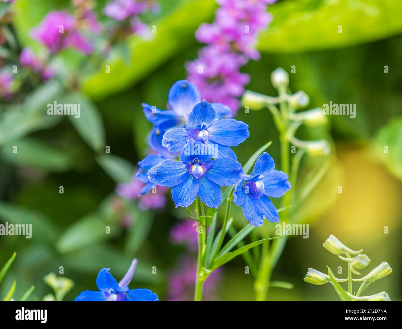 Close up of a delphinium elatum flower in bloom. Purple blue flowers of ...