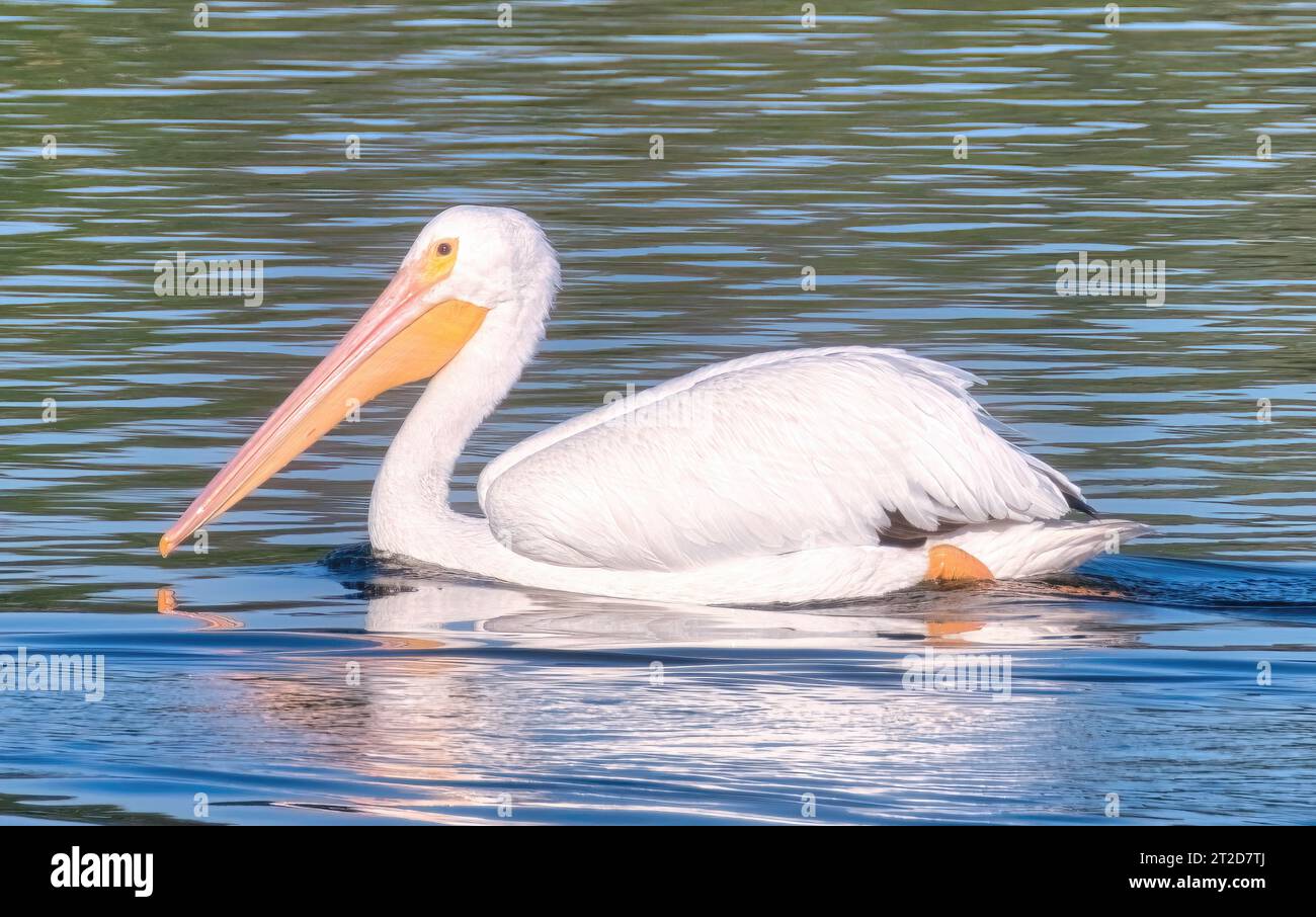 White Pelican Bird Swims Across a Blue Lake on a Sunny Day Stock Photo