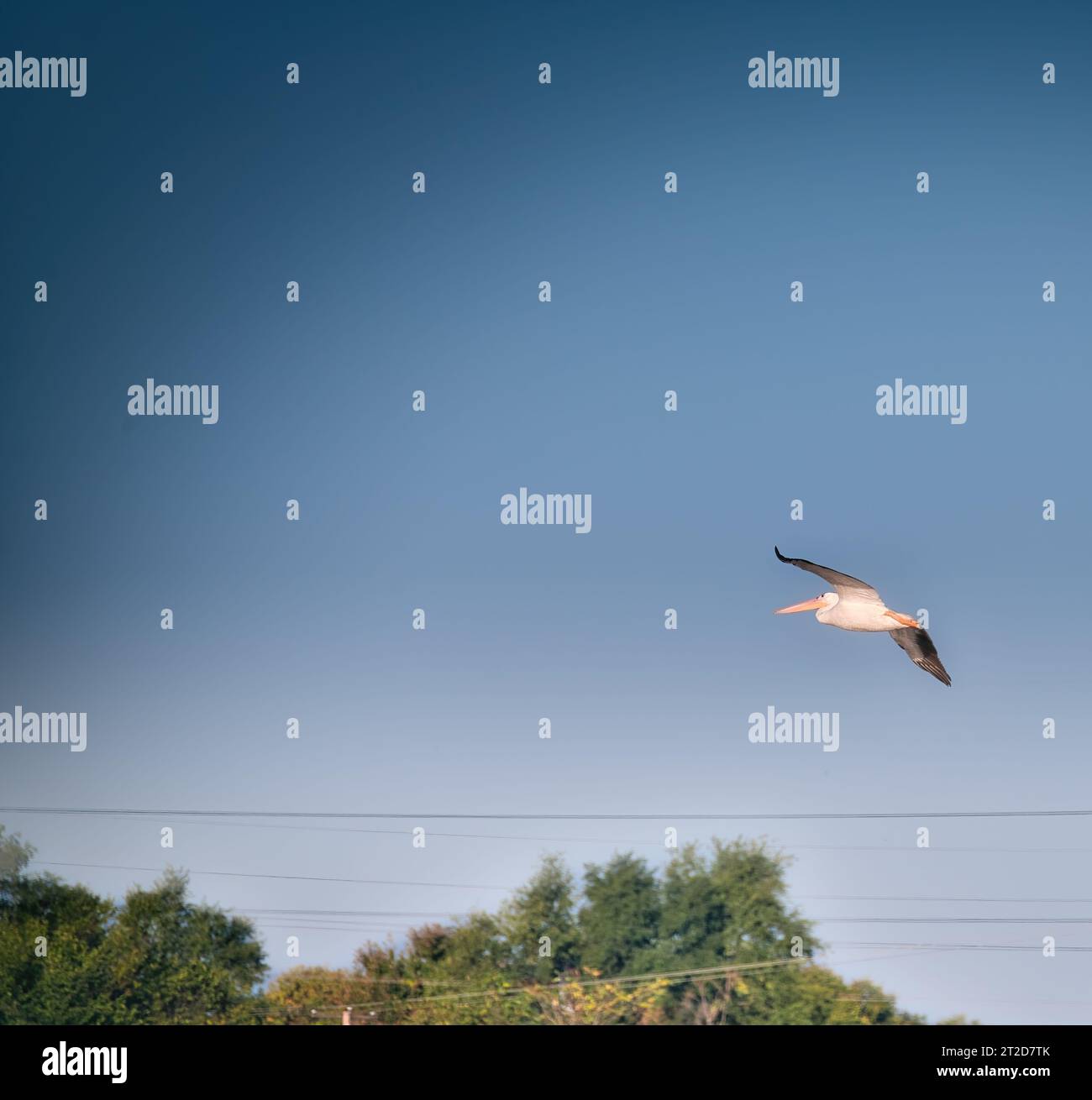 White Pelican Birds Fly in the Sky Heading Towards a Lake on a Sunny Day Stock Photo