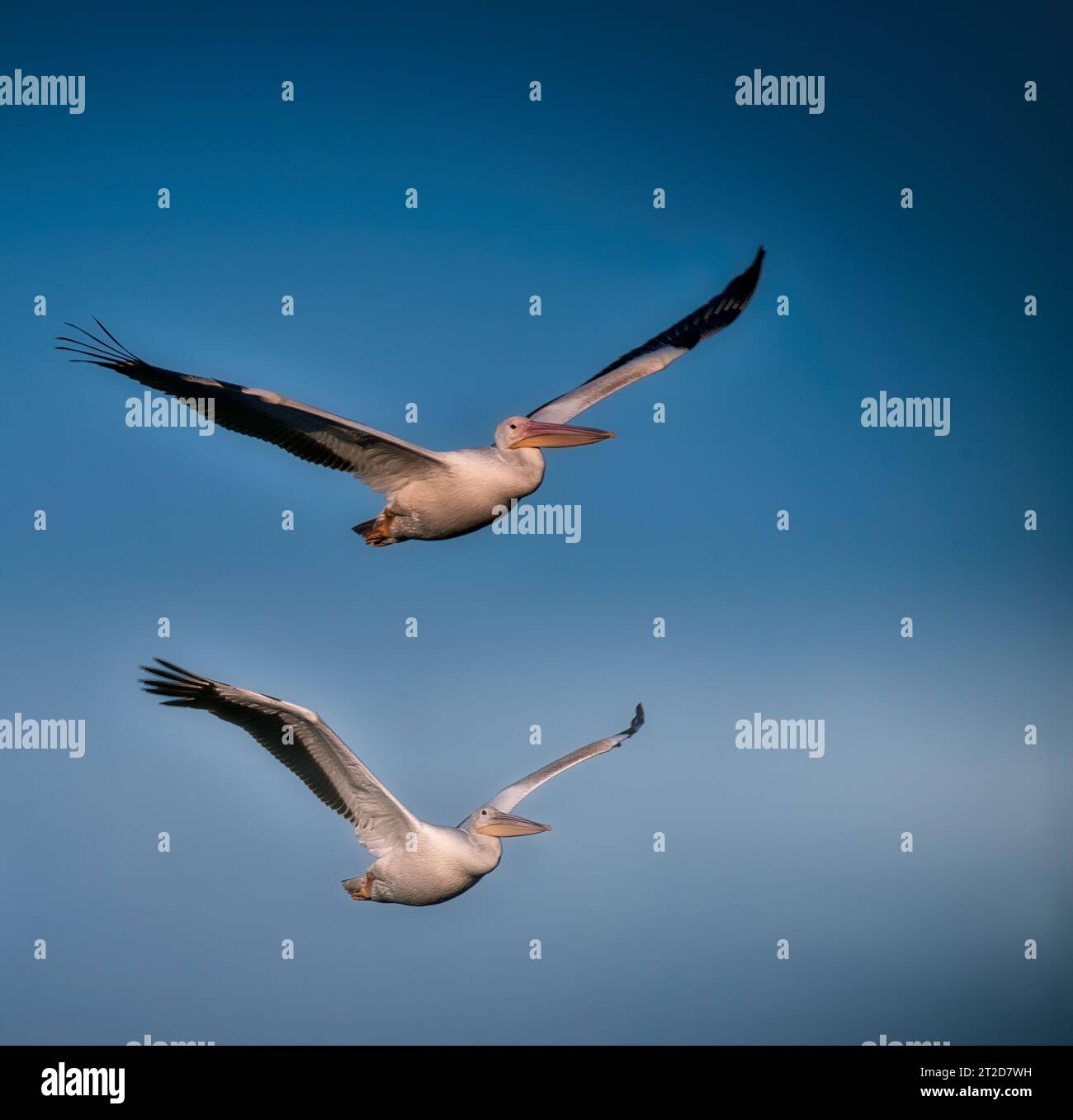 White Pelican Birds Fly in the Sky Heading Towards a Lake on a Sunny Day Stock Photo