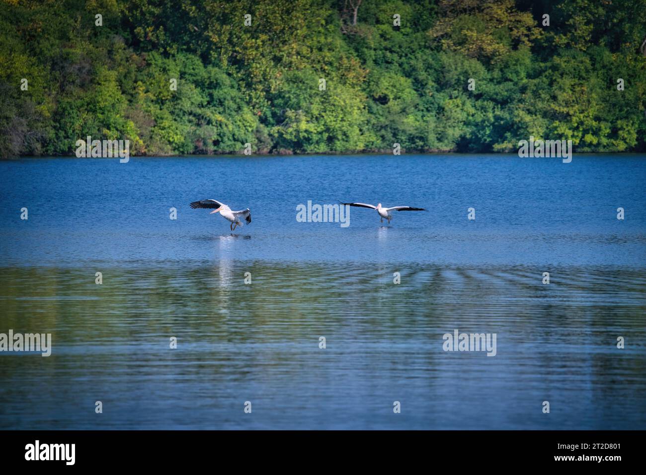 White Pelican Birds Fly in the Sky Heading Towards a Lake on a Sunny Day Stock Photo