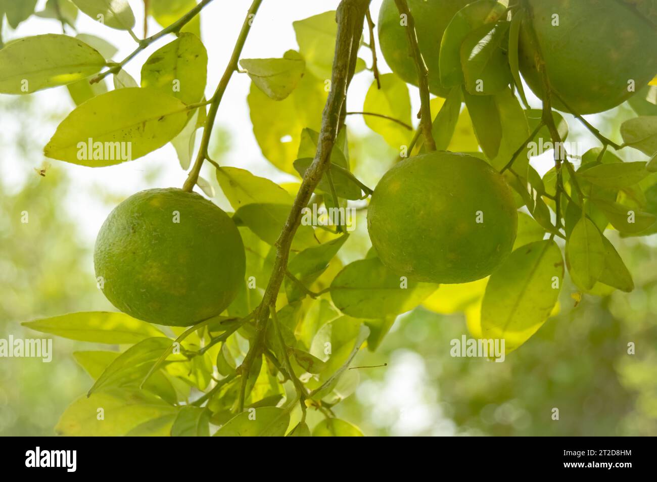 Limone caviale hi-res stock photography and images - Alamy