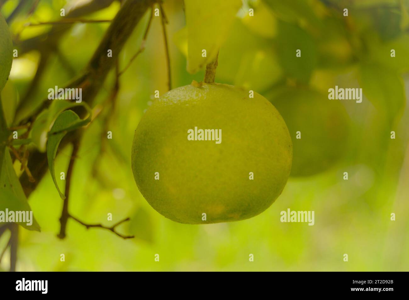 green pomelo fruit hanging on Branch. Citrus Fruit. Lime tree with fruits closeup. healthy calamansi or calamondin close up. pani dodam. citrus limett Stock Photo