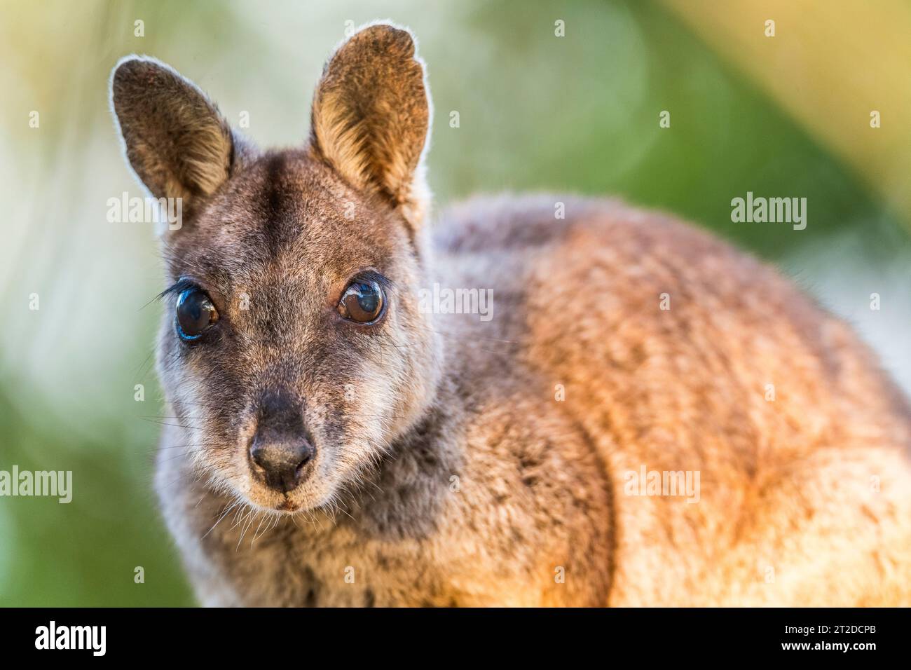 The allied rock-wallaby or Weasel rock-wallaby (Petrogale assimilis) is a species of rock-wallaby found in northeastern Queensland, Australia Stock Photo
