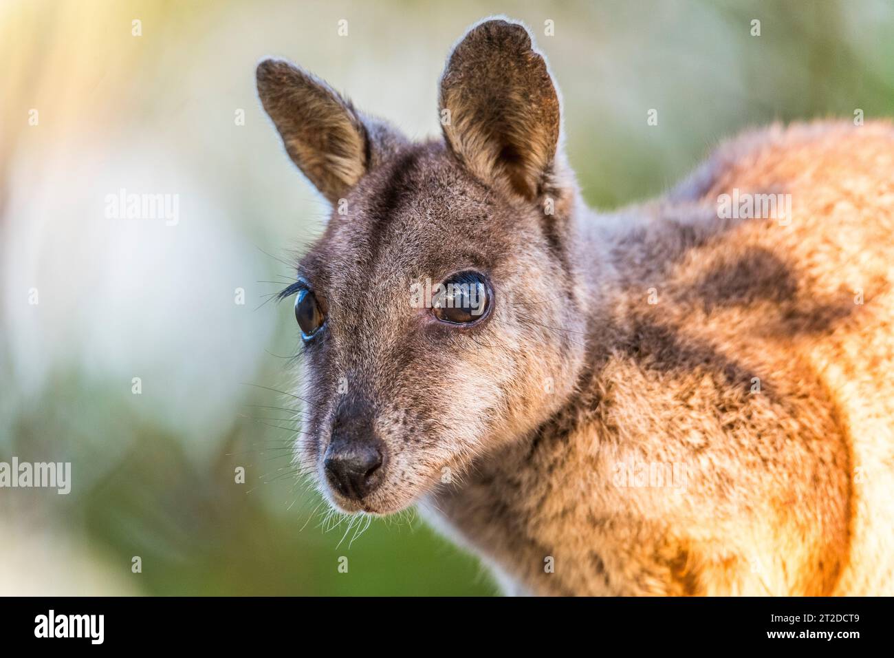 The allied rock-wallaby or Weasel rock-wallaby (Petrogale assimilis) is a species of rock-wallaby found in northeastern Queensland, Australia Stock Photo