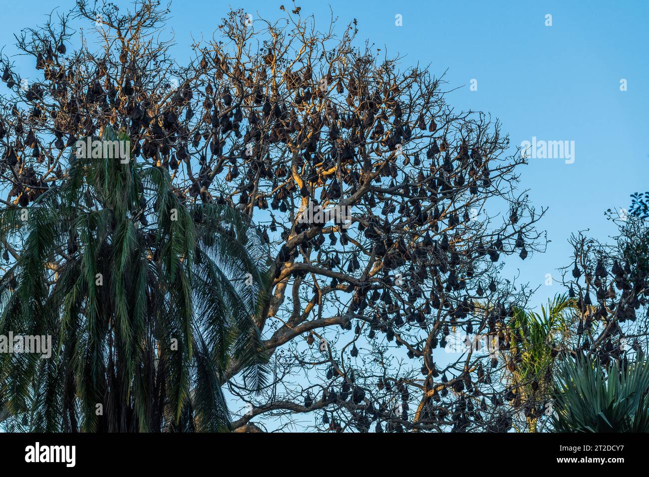 A large colony fruit bats hi-res stock photography and images - Alamy