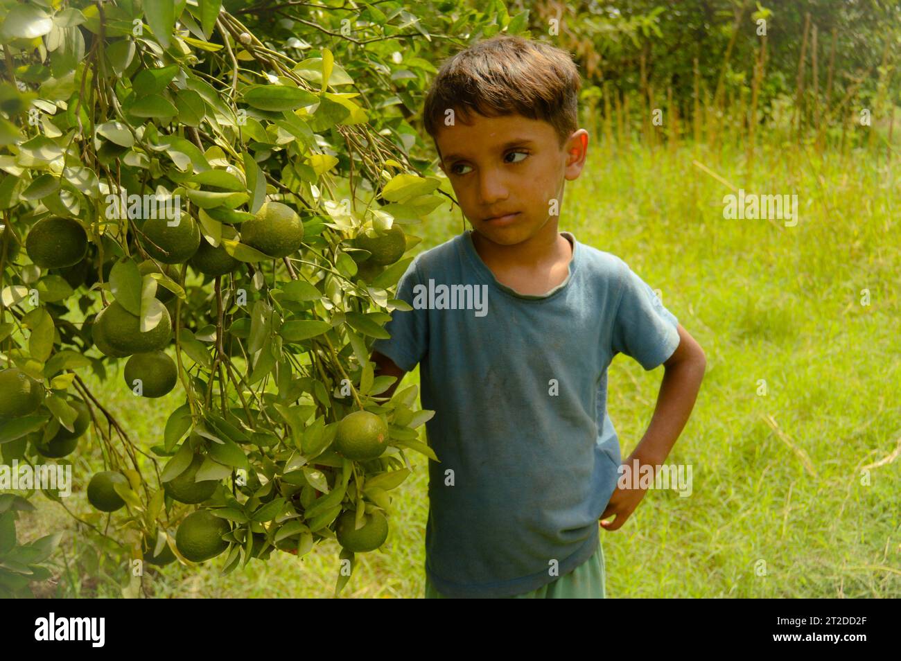 A young boy holding branch of unriped Oranges. Hanging branch of orange on hand. Orange Fruit isolated on hand. Orange. Citrus fruit. Oranges. Stock Photo