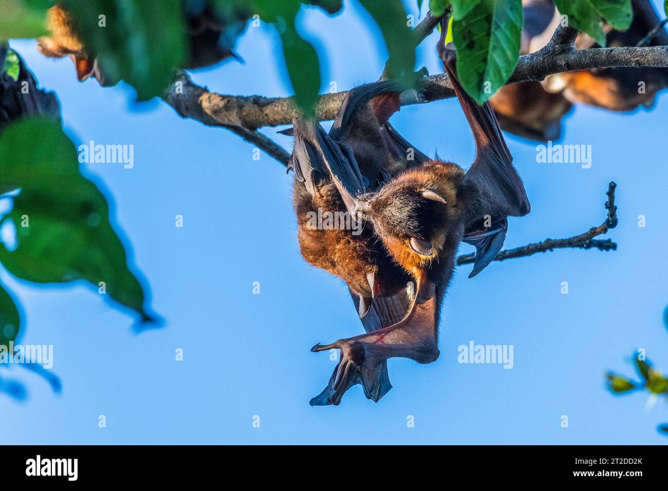 A large colony of small Australian little red flying foxes or fruit ...