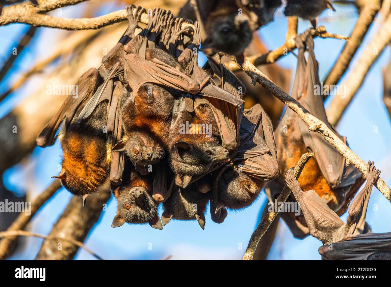 A large colony of small Australian little red flying foxes or fruit